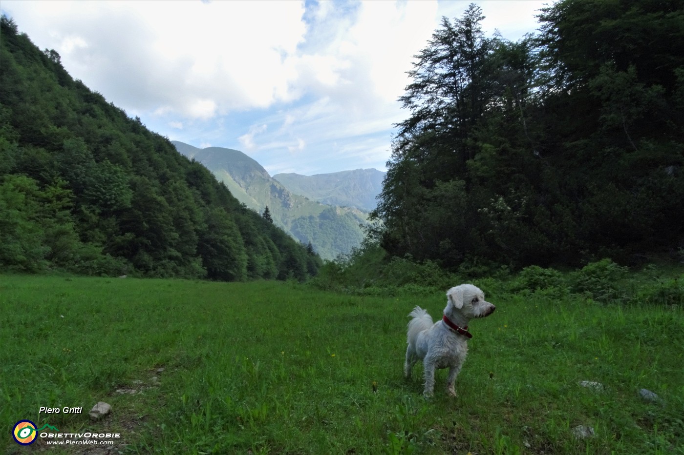 20 Cagnolino in attenta osservazione.JPG